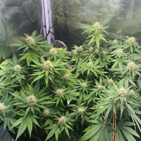 Critical growlog timeline photo