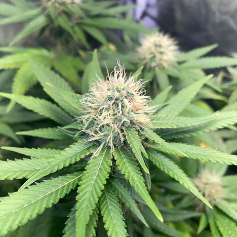 Critical growlog timeline photo