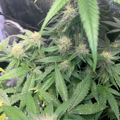Critical growlog timeline photo