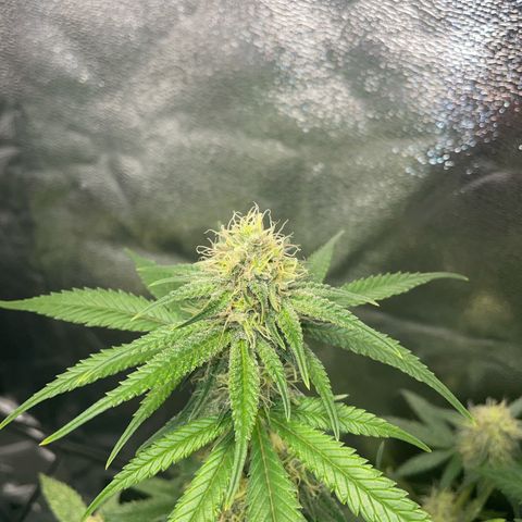Critical growlog timeline photo