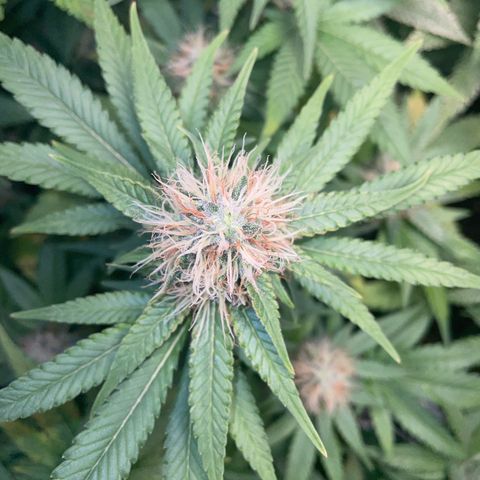 Critical growlog timeline photo