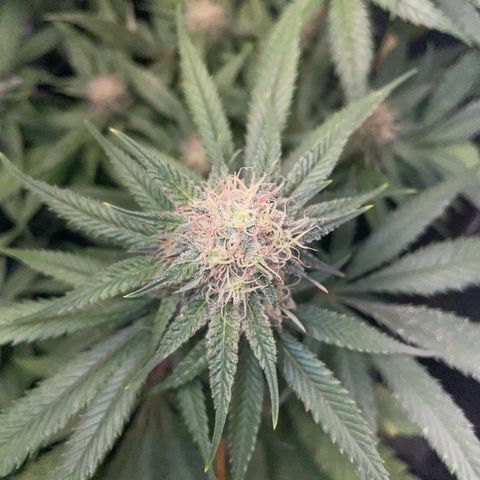 Critical growlog timeline photo