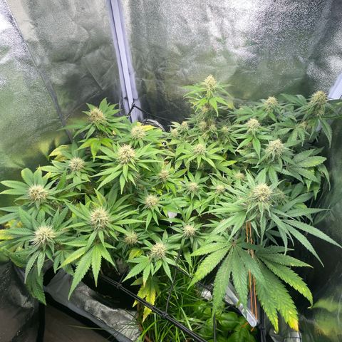 Critical growlog timeline photo