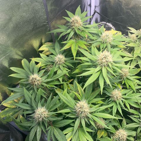 Critical growlog timeline photo