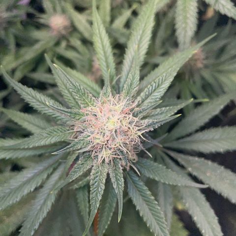 Critical growlog timeline photo