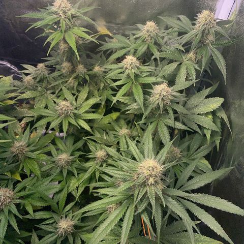 Critical growlog timeline photo