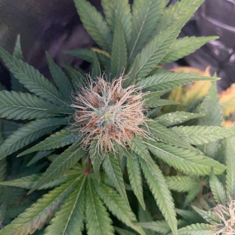 Critical growlog timeline photo