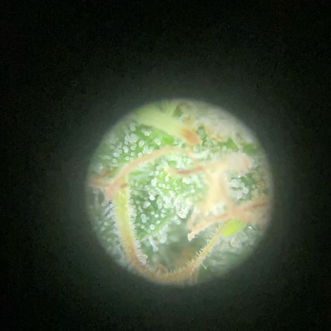 Critical growlog timeline photo