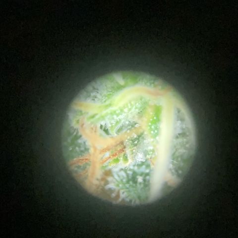 Critical growlog timeline photo