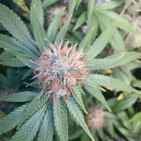 Critical growlog timeline photo