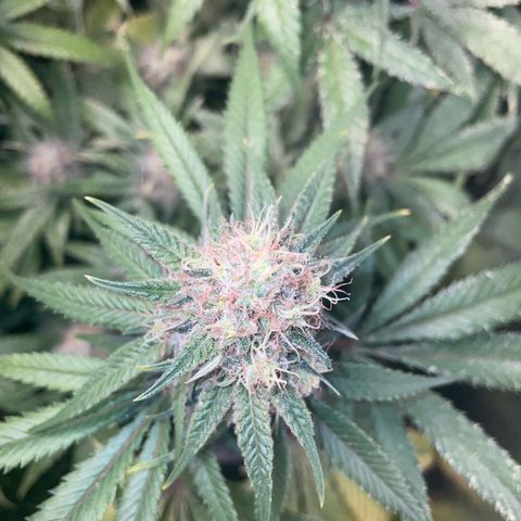 Critical growlog timeline photo