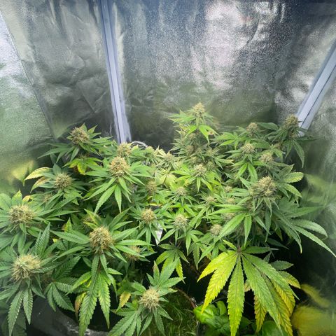 Critical growlog timeline photo