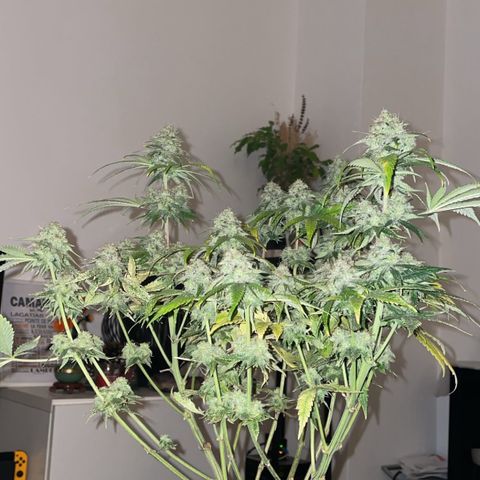 Critical growlog timeline photo