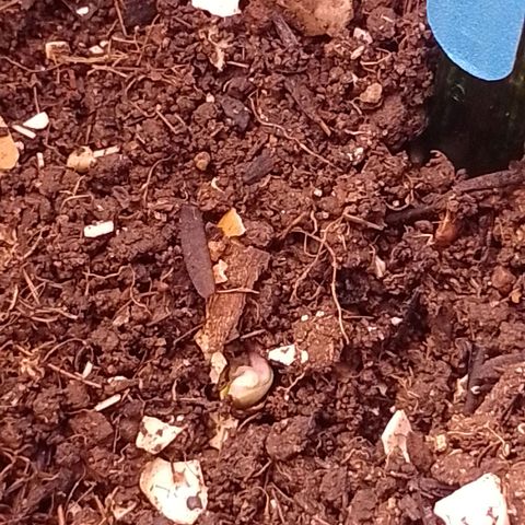 Tyson punch growlog photo: Começou a sair para superfície 