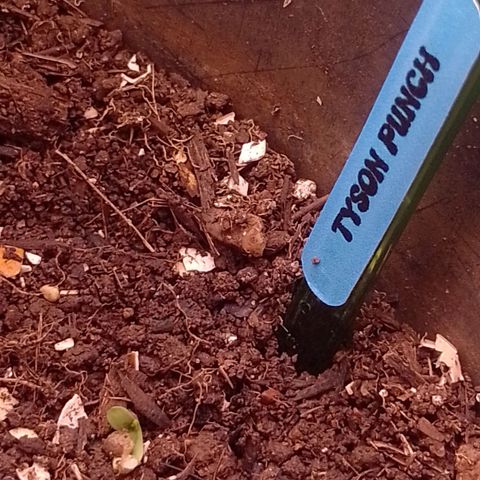 Tyson punch growlog photo: 🌱