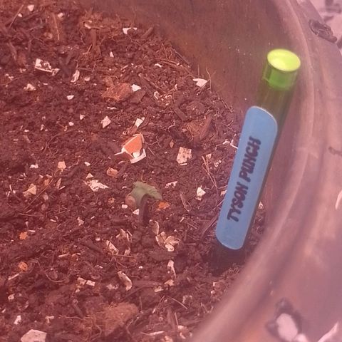 Tyson punch growlog timeline photo