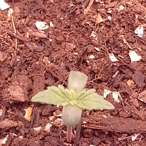 Tyson punch growlog photo: Vindo fortíssima 