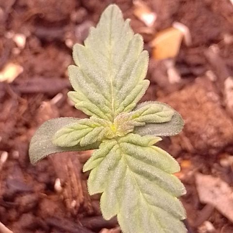 Tyson punch growlog timeline photo