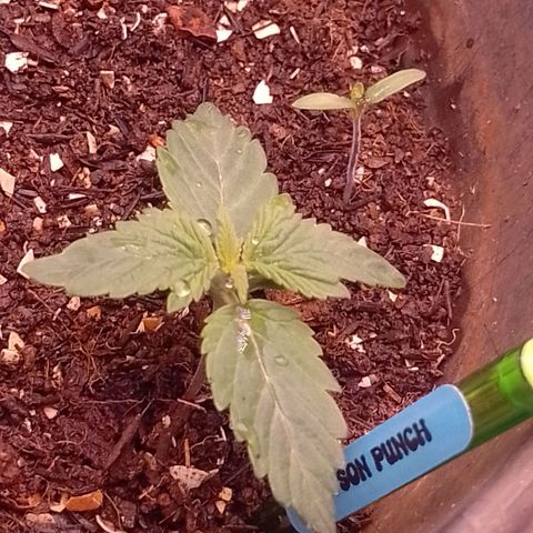 Tyson punch growlog photo: É a tropa do dimy