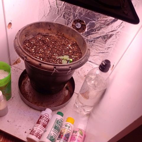 Tyson punch growlog photo: É a tropa do dimy