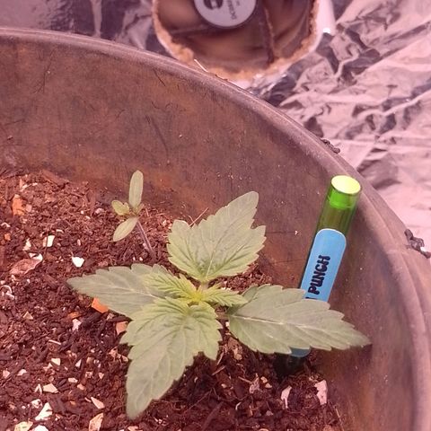 Tyson punch growlog timeline photo