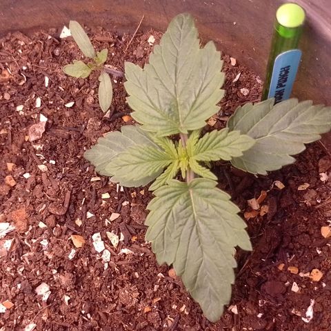 Tyson punch growlog timeline photo