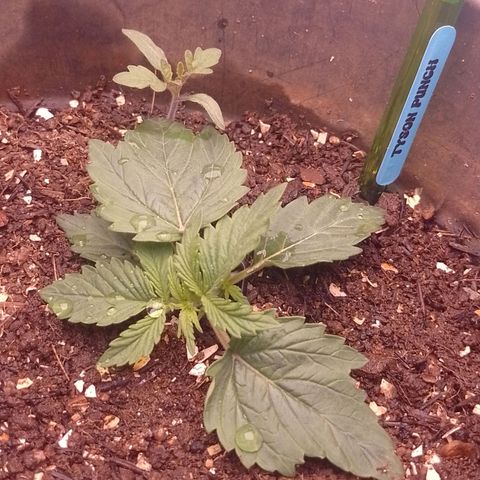 Tyson punch growlog timeline photo