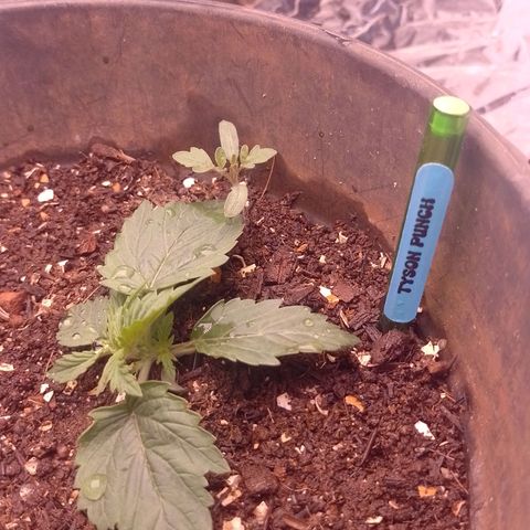 Tyson punch growlog timeline photo
