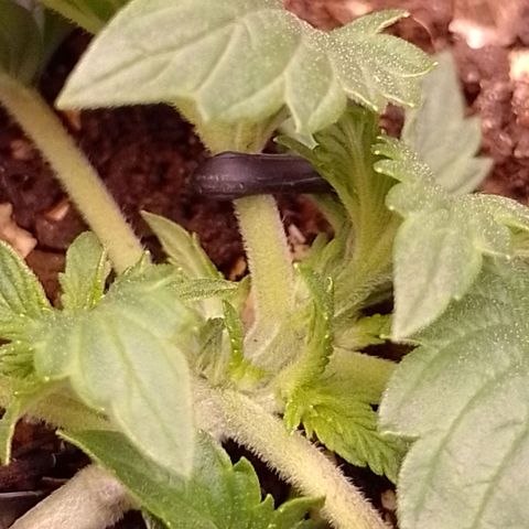 Tyson punch growlog photo: Está tão evoluída q já está vindo novos brotos antes das primeiras ramificações c desenvolver 