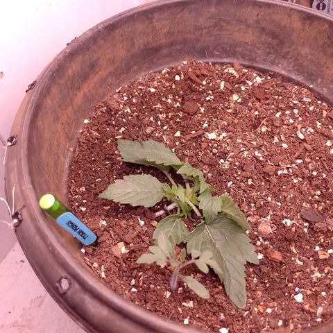 Tyson punch growlog timeline photo