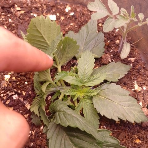 Tyson punch growlog timeline photo