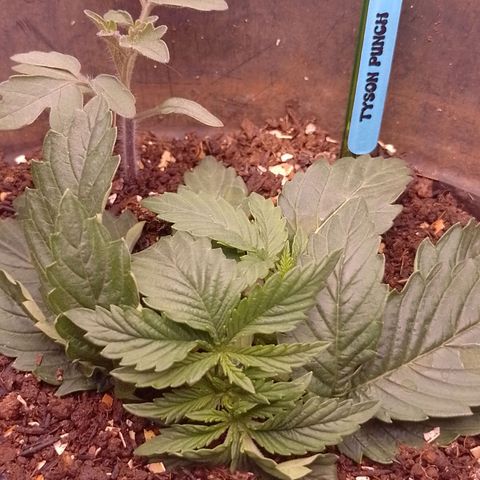 Tyson punch growlog timeline photo