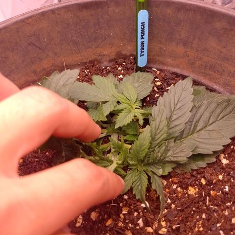 Tyson punch growlog timeline photo