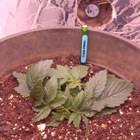 Tyson punch growlog timeline photo