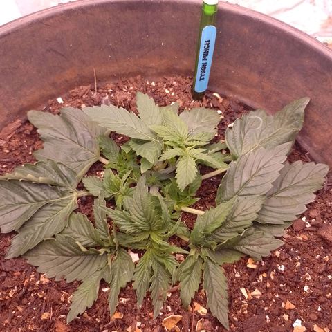Tyson punch growlog photo: Coisa linda genética top
Ela ramifica bem 