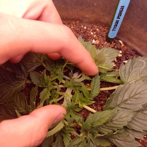 Tyson punch growlog photo: 4 ramos no 2° nó 