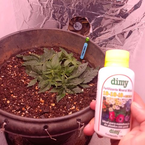 Tyson punch growlog photo: Aplicação de dimy 10-10-10 NPK mineral 