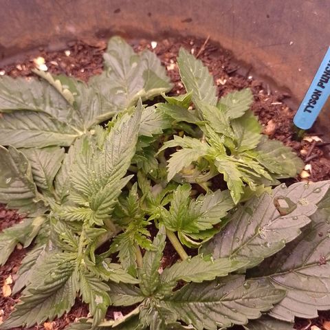 Tyson punch growlog photo: Aplicação de dimy 10-10-10 NPK mineral 