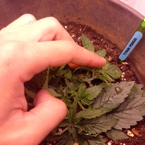 Tyson punch growlog photo: Aplicação de dimy 10-10-10 NPK mineral 
