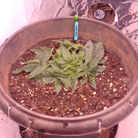 Tyson punch growlog photo: Aplicação de dimy 10-10-10 NPK mineral 