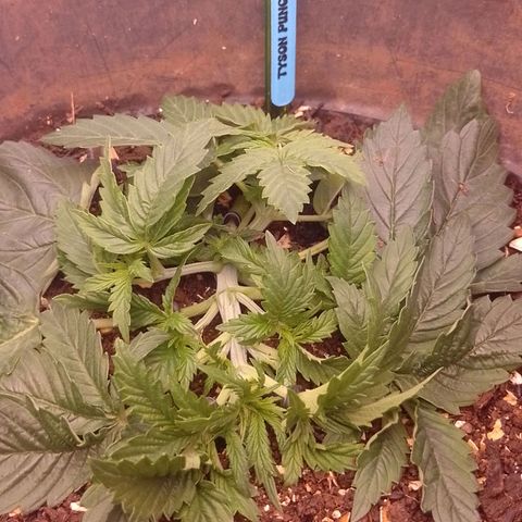 Tyson punch growlog timeline photo