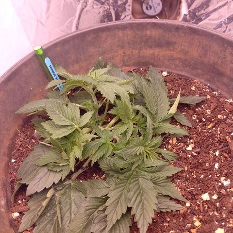 Tyson punch growlog timeline photo