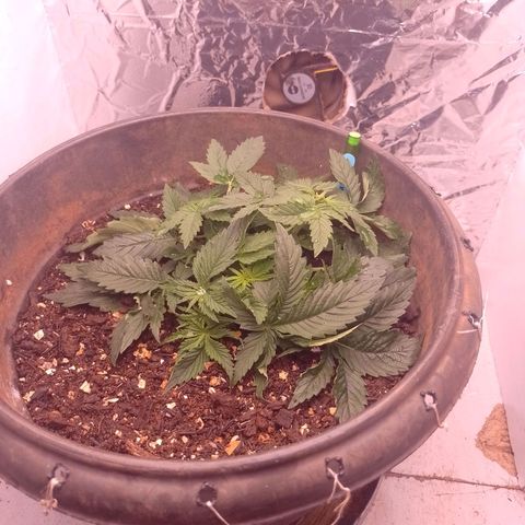 Tyson punch growlog timeline photo