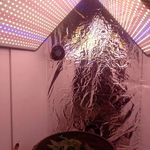 Tyson punch growlog timeline photo