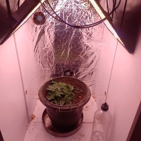 Tyson punch growlog timeline photo