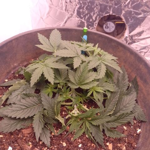 Tyson punch growlog photo: LST amarras