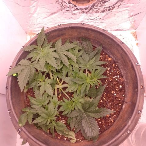 Tyson punch growlog timeline photo