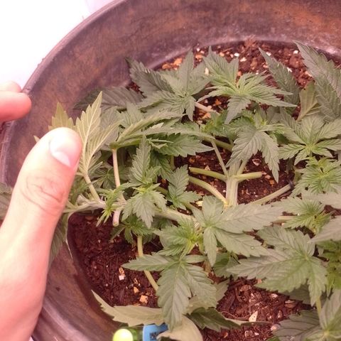 Tyson punch growlog timeline photo