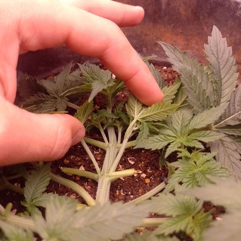 Tyson punch growlog photo: Ficou igual um parafuso Lst e tudo