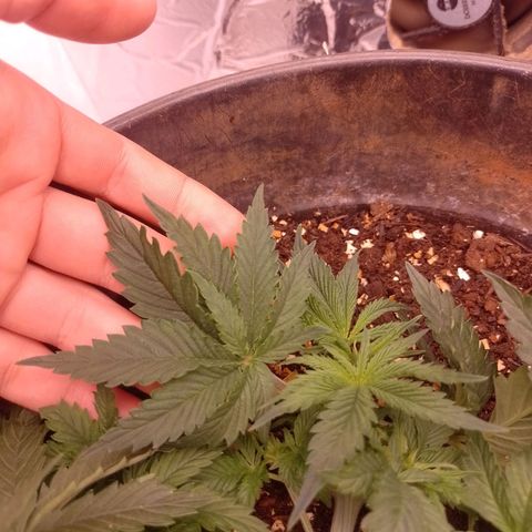 Tyson punch growlog photo: Mutação 10 pontas (1 bem no meio da folha)